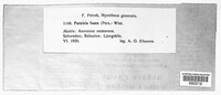 Puccinia fusca image